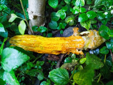 Acı kavun sebzeleri sararmaya ve çürümeye başlar.