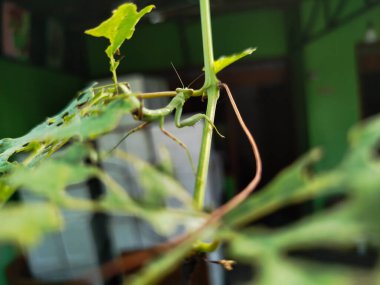 Peygamber devesi bir tür yırtıcı böcektir.