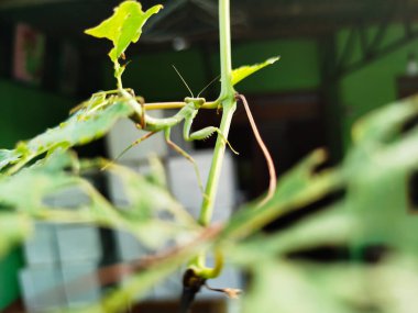 Peygamber devesi bir tür yırtıcı böcektir.