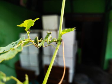 Peygamber devesi bir tür yırtıcı böcektir.