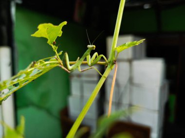 Peygamber devesi bir tür yırtıcı böcektir.