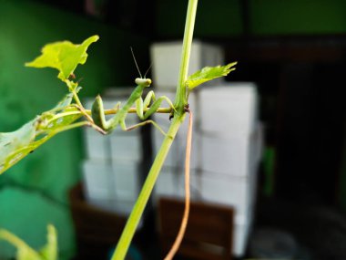 Peygamber devesi bir tür yırtıcı böcektir.