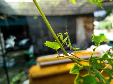 Peygamber devesi bir tür yırtıcı böcektir.