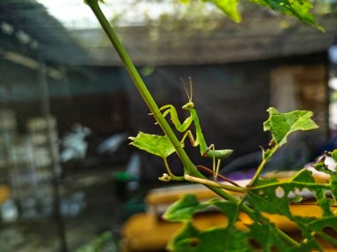 Peygamber devesi bir tür yırtıcı böcektir.