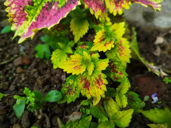Süs bitkisi Coleus atropurpureus 'un çeşitli güzel renk varyantları vardır..