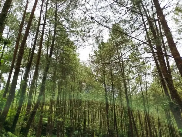 Ağaçlarla dolu sık orman koşulları