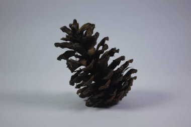 Çam kozalakları hatıra olarak ya da sanat eseri olarak kullanılabilir.