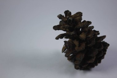 Çam kozalakları hatıra olarak ya da sanat eseri olarak kullanılabilir.