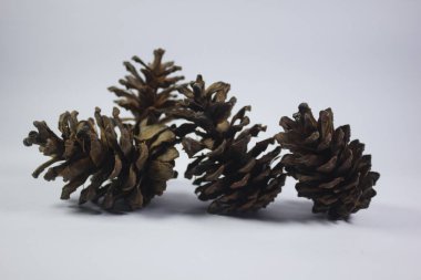 Çam kozalakları hatıra olarak ya da sanat eseri olarak kullanılabilir.