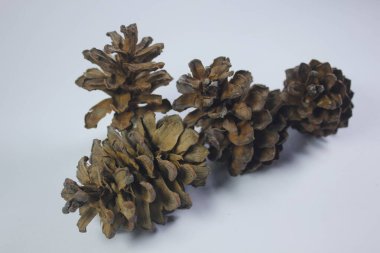 Çam kozalakları hatıra olarak ya da sanat eseri olarak kullanılabilir.