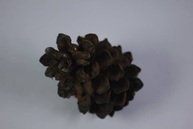 Çam kozalakları hatıra olarak ya da sanat eseri olarak kullanılabilir.