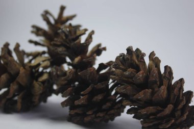 Çam kozalakları hatıra olarak ya da sanat eseri olarak kullanılabilir.