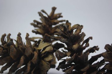 Çam kozalakları hatıra olarak ya da sanat eseri olarak kullanılabilir.