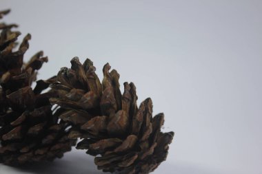 Çam kozalakları hatıra olarak ya da sanat eseri olarak kullanılabilir.