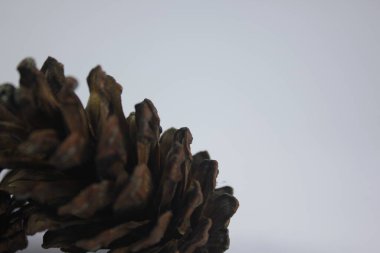 Pine cones can be used as souvenirs or works of art
