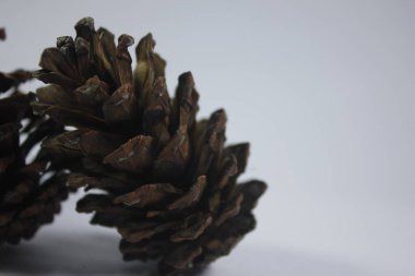 Çam kozalakları hatıra olarak ya da sanat eseri olarak kullanılabilir.