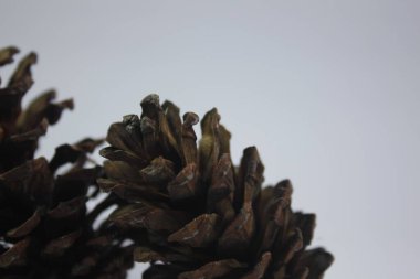 Çam kozalakları hatıra olarak ya da sanat eseri olarak kullanılabilir.