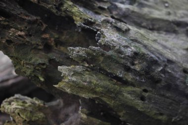 Yıpranmış ahşap dokunun fotoğrafı