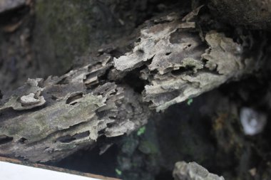 Yıpranmış ahşap dokunun fotoğrafı