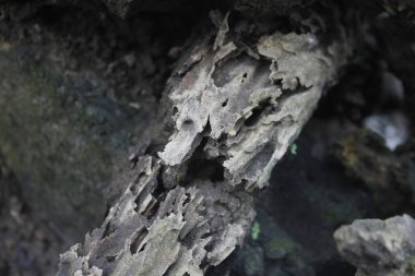 Yıpranmış ahşap dokunun fotoğrafı