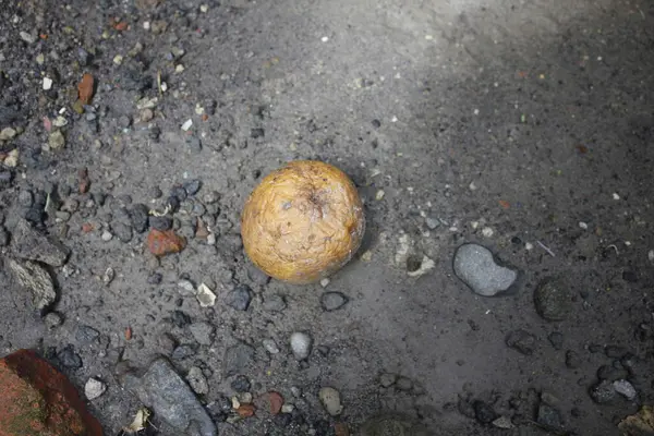 Yerdeki çürük portakal