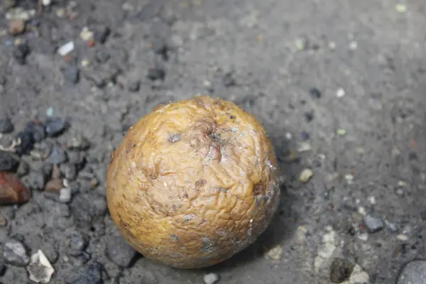 Yerdeki çürük portakal