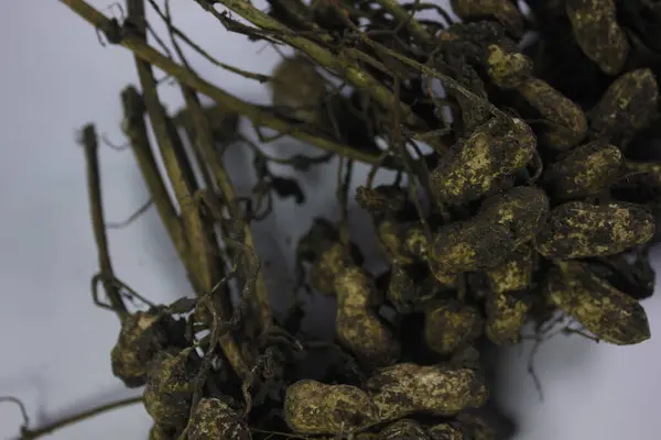 Fıstıklar hala ağaca bağlı.