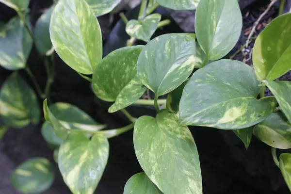 Altın Pothos veya Epipremnum aureum