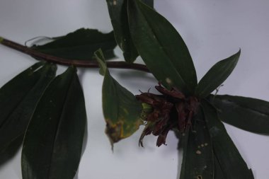 Acı zencefil ya da zencefil zambağı ya da zingiber zerumbet.