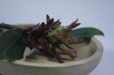 Acı zencefil ya da zencefil zambağı ya da zingiber zerumbet.