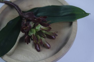 Acı zencefil ya da zencefil zambağı ya da zingiber zerumbet.