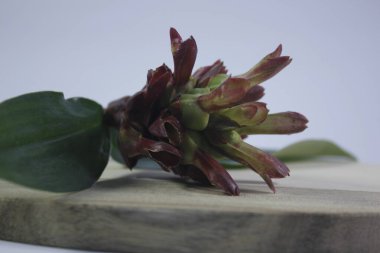 Acı zencefil ya da zencefil zambağı ya da zingiber zerumbet.