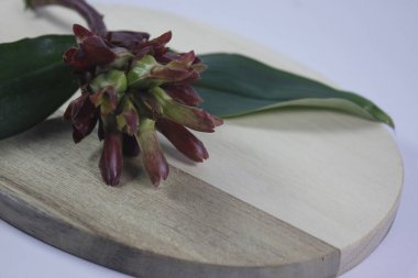 Acı zencefil ya da zencefil zambağı ya da zingiber zerumbet.