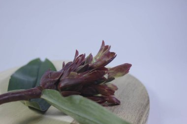 Acı zencefil ya da zencefil zambağı ya da zingiber zerumbet.