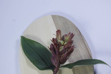 Acı zencefil ya da zencefil zambağı ya da zingiber zerumbet.