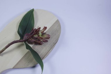 Acı zencefil ya da zencefil zambağı ya da zingiber zerumbet.