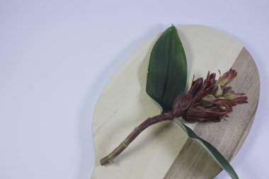 Acı zencefil ya da zencefil zambağı ya da zingiber zerumbet.