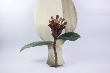 Acı zencefil ya da zencefil zambağı ya da zingiber zerumbet.