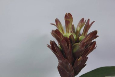 Acı zencefil ya da zencefil zambağı ya da zingiber zerumbet.