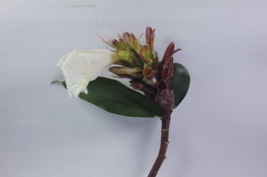 Acı zencefil ya da zencefil zambağı ya da zingiber zerumbet.