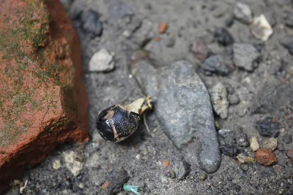Longan tohumları büyümeye başladı.