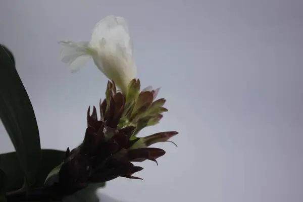 Acı zencefil ya da zencefil zambağı ya da zingiber zerumbet.