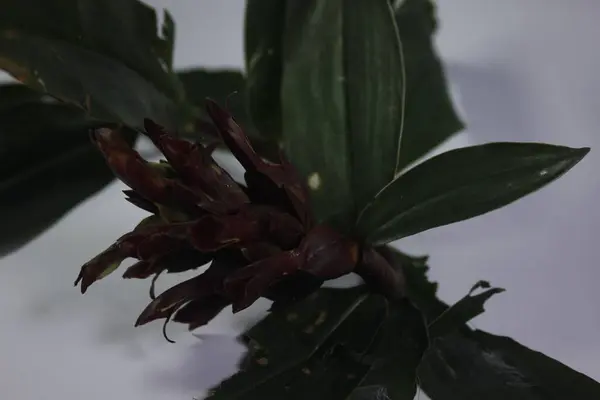 Acı zencefil ya da zencefil zambağı ya da zingiber zerumbet.