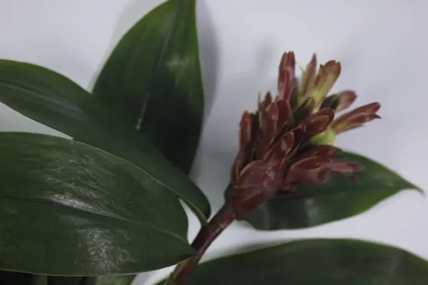 Acı zencefil ya da zencefil zambağı ya da zingiber zerumbet.