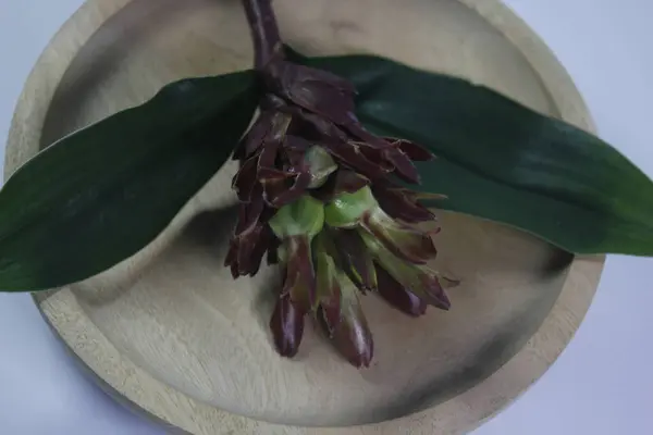 Acı zencefil ya da zencefil zambağı ya da zingiber zerumbet.