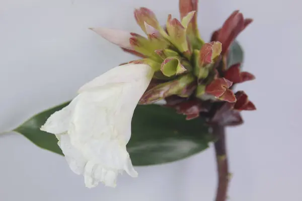 Acı zencefil ya da zencefil zambağı ya da zingiber zerumbet.