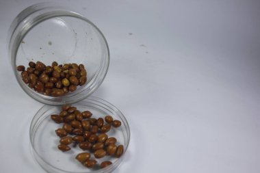 Kızarmış fıstık çıtır çıtır ve lezzetli olur..