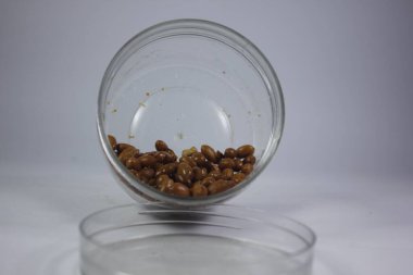 Kızarmış fıstık çıtır çıtır ve lezzetli olur..