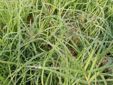 Yeşil çimen dokusu, bitki örtüsü.