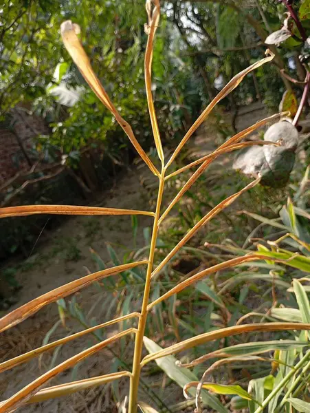 Güzel botanik fotoğrafı, doğal duvar kağıdı.